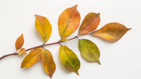 Branche aux feuilles d'automne jaunes et orange, isolée sur fond blanc, mettant en valeur la transition saisonnière.