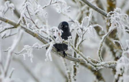 Téléchargez les photos : Jackdaws noirs sur les branches d'arbres givrés - en image libre de droit