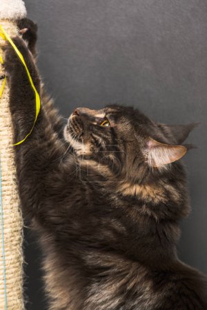 Photo for Photo of a Maine Coon cat sharpening its claws on a dark background - Royalty Free Image