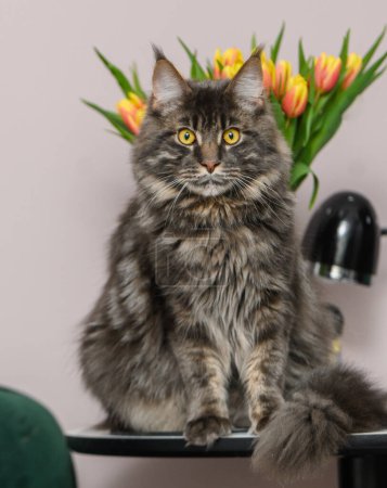 Photo for Photo of a Maine Coon cat with a bouquet of flowers on a dark background 2 - Royalty Free Image