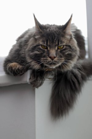 Photo for Maine Coon cat sits on a windowsill on a light background 2 - Royalty Free Image