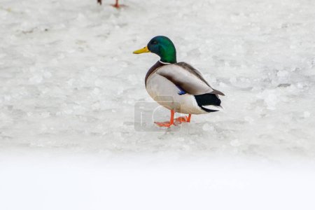 Photo for Wild ducks on a winter lake in the city 23 - Royalty Free Image