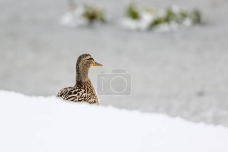 Photo for Wild ducks on a winter lake in the city 22 - Royalty Free Image