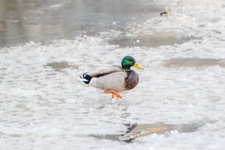 Photo for Wild ducks on a winter lake in the city 21 - Royalty Free Image