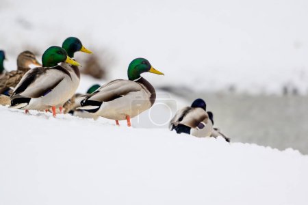 Photo for Wild ducks on a winter lake in the city 20 - Royalty Free Image