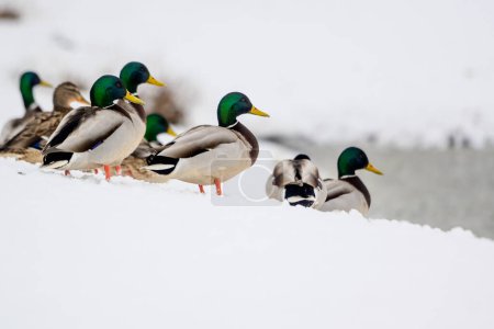Photo for Wild ducks on a winter lake in the city 19 - Royalty Free Image