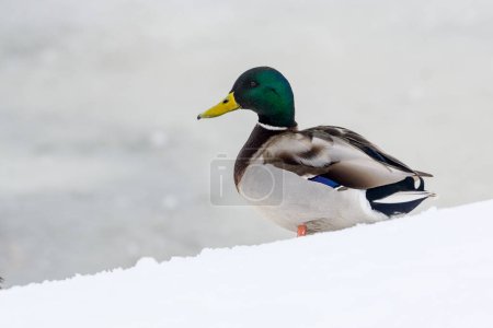 Photo for Wild ducks on a winter lake in the city 18 - Royalty Free Image