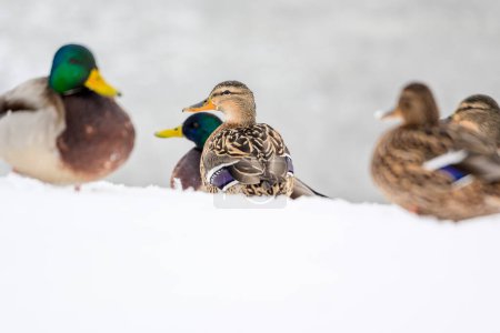 Photo for Wild ducks on a winter lake in the city 17 - Royalty Free Image
