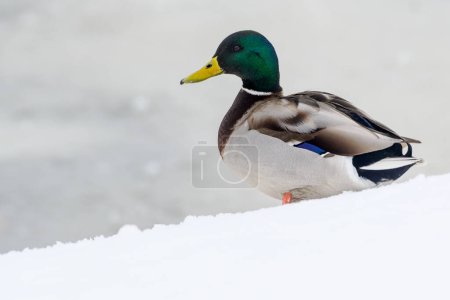 Photo for Wild ducks on a winter lake in the city 16 - Royalty Free Image