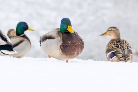 Photo for Wild ducks on a winter lake in the city 15 - Royalty Free Image