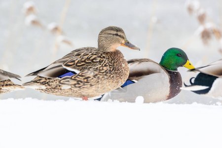 Photo for Wild ducks on a winter lake in the city 14 - Royalty Free Image
