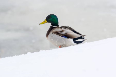 Photo for Wild ducks on a winter lake in the city 13 - Royalty Free Image