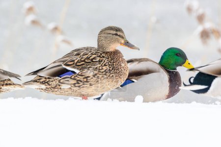 Photo for Wild ducks on a winter lake in the city 12 - Royalty Free Image