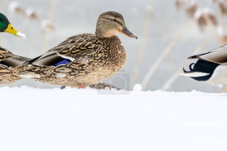 Photo for Wild ducks on a winter lake in the city 11 - Royalty Free Image