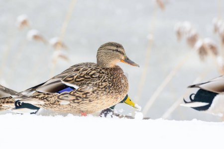 Photo for Wild ducks on a winter lake in the city 10 - Royalty Free Image