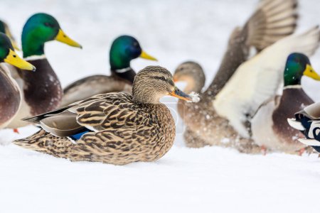 Photo for Wild ducks on a winter lake in the city 9 - Royalty Free Image