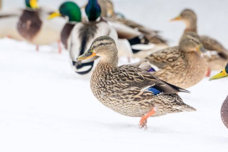 Photo for Wild ducks on a winter lake in the city 8 - Royalty Free Image
