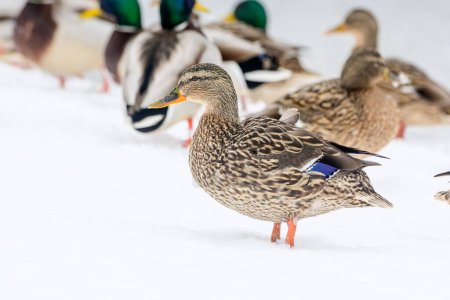 Photo for Wild ducks on a winter lake in the city 7 - Royalty Free Image