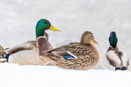 Photo for Wild ducks on a winter lake in the city 6 - Royalty Free Image