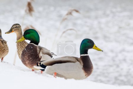 Photo for Wild ducks on a winter lake in the city 4 - Royalty Free Image