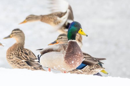 Photo for Wild ducks on a winter lake in the city 3 - Royalty Free Image