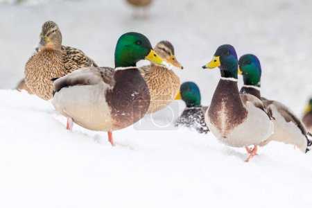 Photo for Wild ducks on a winter lake in the city 2 - Royalty Free Image