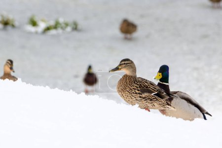 Photo for Wild ducks on a winter lake in the city 1 - Royalty Free Image
