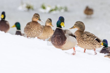 Photo for Wild ducks on a winter lake in the city - Royalty Free Image
