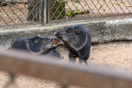 Foto de Cerdos negros en el zoológico de riga en verano 1 - Imagen libre de derechos