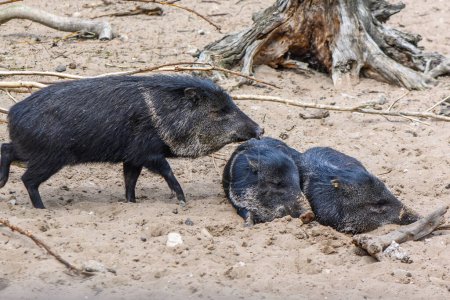 Foto de Cerdos negros en el zoológico de riga en verano 2 - Imagen libre de derechos