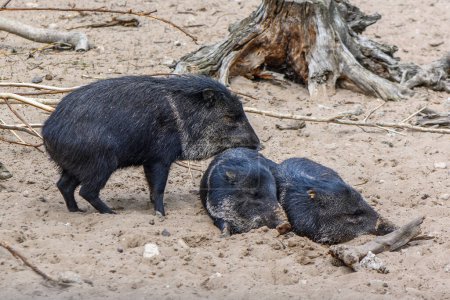 Foto de Cerdos negros en el zoológico de riga en verano 3 - Imagen libre de derechos
