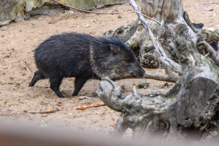Foto de Cerdos negros en el zoológico de riga en verano 4 - Imagen libre de derechos