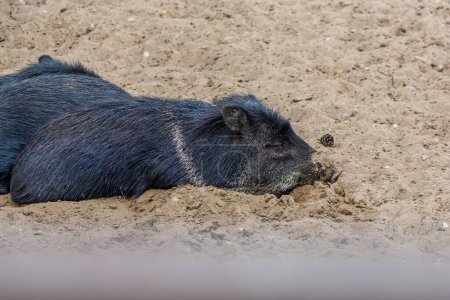 Photo for Black pigs in riga zoo in summer 5 - Royalty Free Image