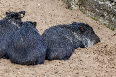 Foto de Cerdos negros en el zoológico de riga en verano 6 - Imagen libre de derechos