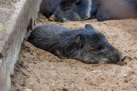 Foto de Cerdos negros en el zoológico de riga en verano 7 - Imagen libre de derechos