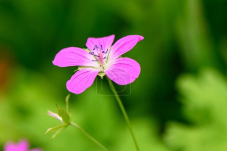 Téléchargez les photos : Fleur sauvage rouge sur un beau fond vert 1 - en image libre de droit