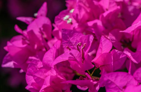 Téléchargez les photos : Fleurs de bougainvilliers rouges comme fond - en image libre de droit
