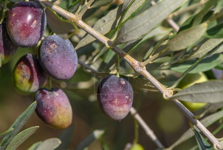 Photo for Black fresh olives on olive tree branches 9 - Royalty Free Image