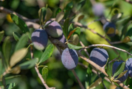 Photo for Black fresh olives on olive tree branches 17 - Royalty Free Image
