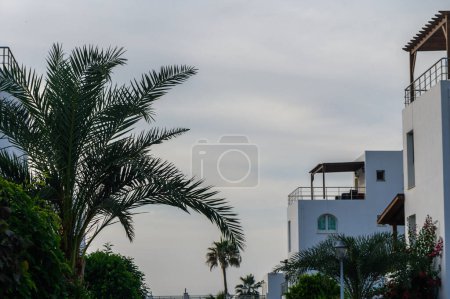 Photo for Palm leaves against a background of blue sky in the evening in autumn on the island of Cyprus 9 - Royalty Free Image
