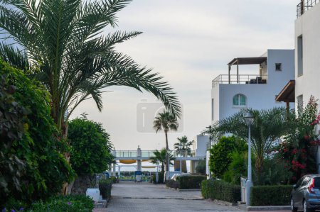 Photo for Palm leaves against a background of blue sky in the evening in autumn on the island of Cyprus 10 - Royalty Free Image