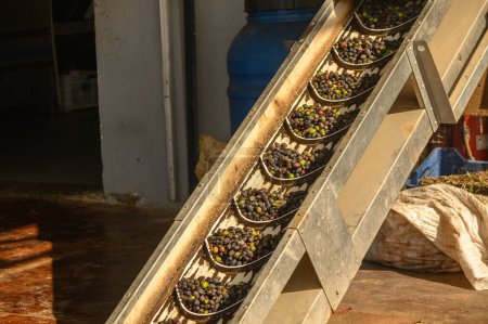 Photo for Olives are transported from a bunker to an olive oil pressing plant - Royalty Free Image