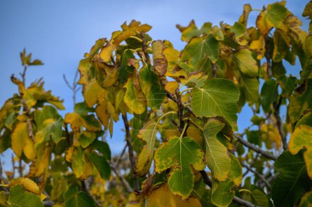Photo for Fig trees with yellowed leaves suffer from lack of water 1 - Royalty Free Image