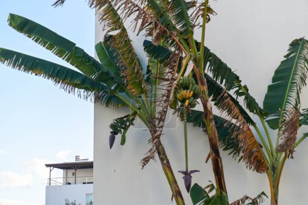Foto de Plátano con plátanos cerca de un complejo residencial 4 - Imagen libre de derechos
