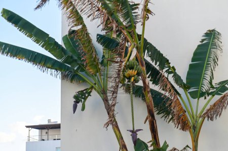 Foto de Plátano con plátanos cerca de un complejo residencial 2 - Imagen libre de derechos
