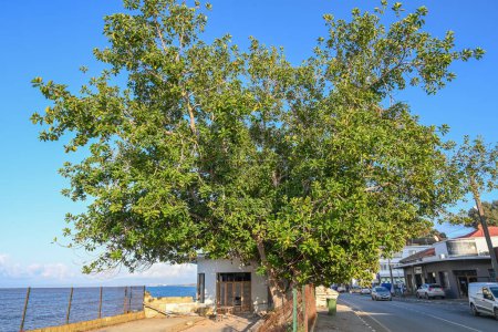 Téléchargez les photos : Ficus sur le remblai à Chypre - en image libre de droit