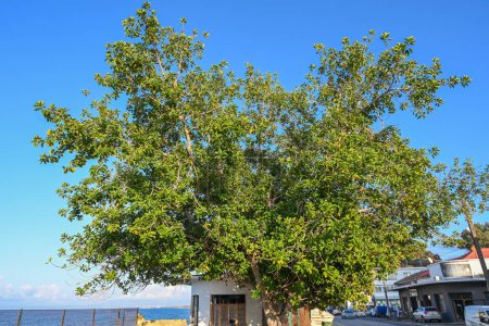 Téléchargez les photos : Ficus sur le remblai à Chypre 1 - en image libre de droit