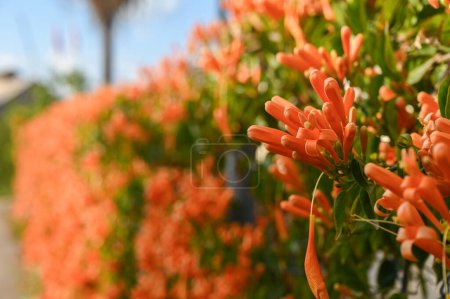 Photo for Red flowers on a fence near a house in Cyprus 4 - Royalty Free Image