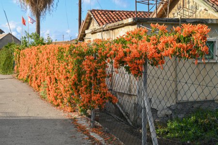 Photo for Red flowers on a fence near a house in Cyprus 1 - Royalty Free Image