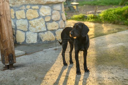 Foto de Perro de jardín cerca de un restaurante en Chipre - Imagen libre de derechos